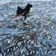 Illustration for article titled 11 Alarming Weather Flukes That Happen When it Gets Really Cold